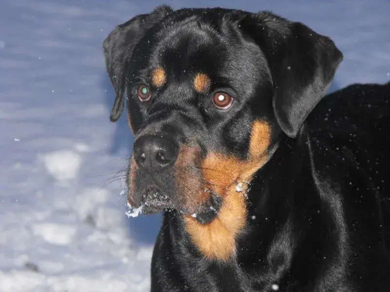 max in snow.webp