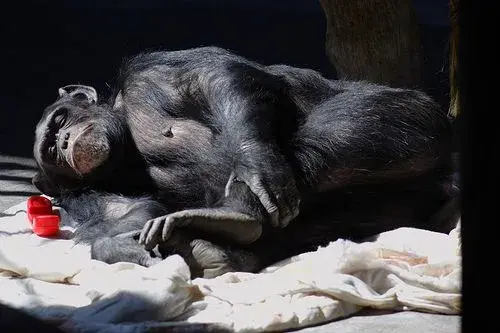Zzzzzzz.webp