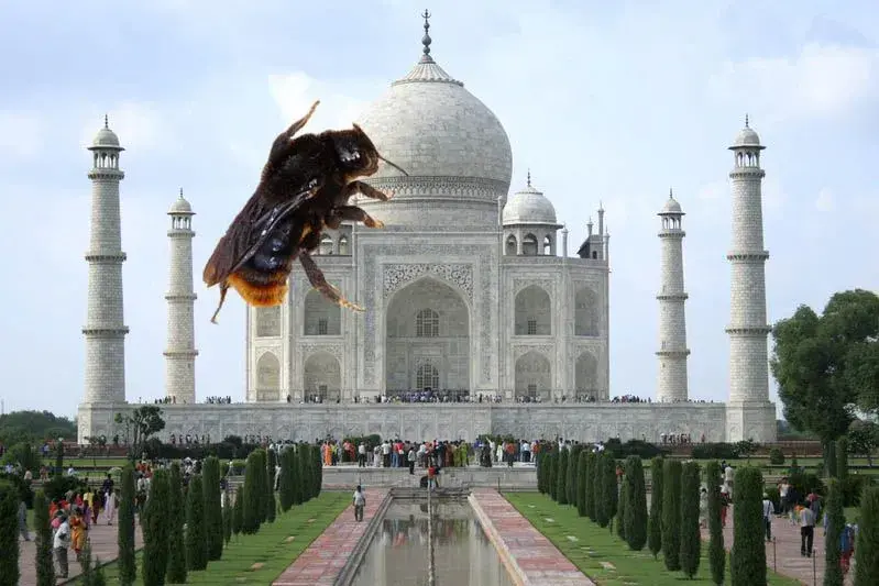 Taj_Mahal-image-14.webp