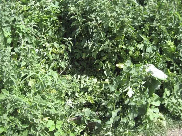 Edwards Shaped Nettle Landing Spot.webp