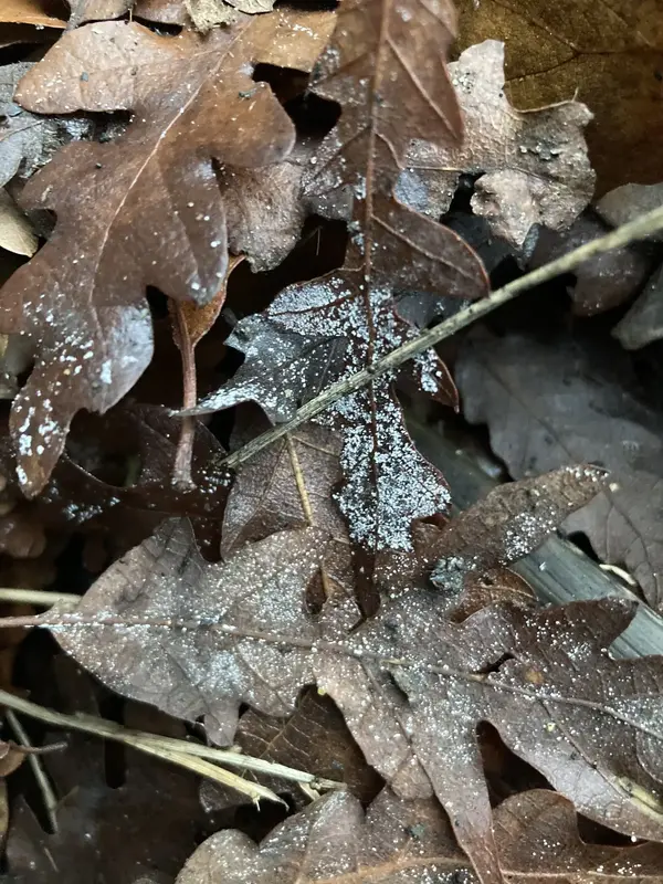 1761920937120.webp 1761920937120.webp