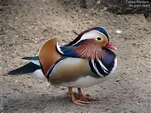 canard.webp