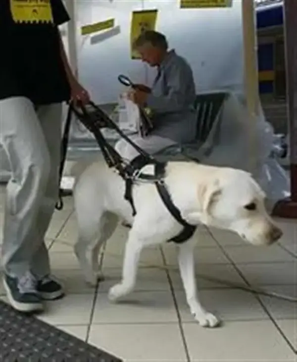 dog (Large).webp