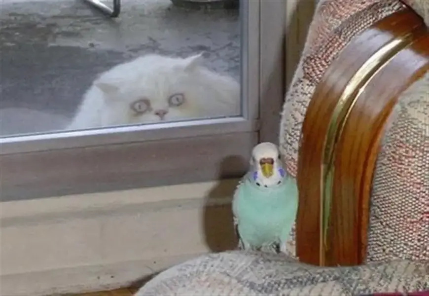 funny-pictures[611] (Large).webp