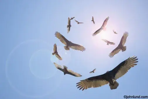 Circling-Vultures.webp