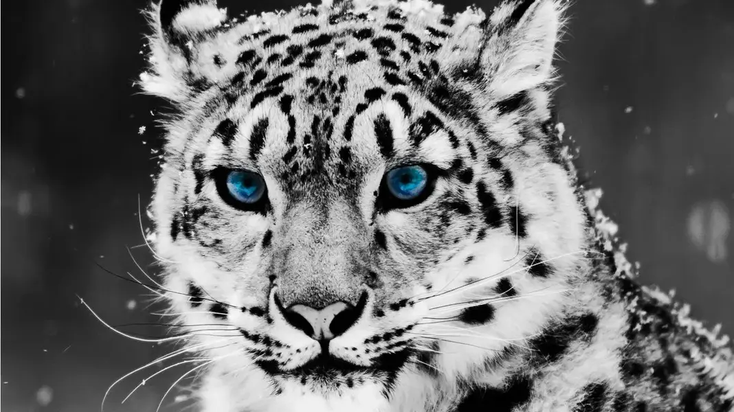 snow-leopard-1366x768.webp