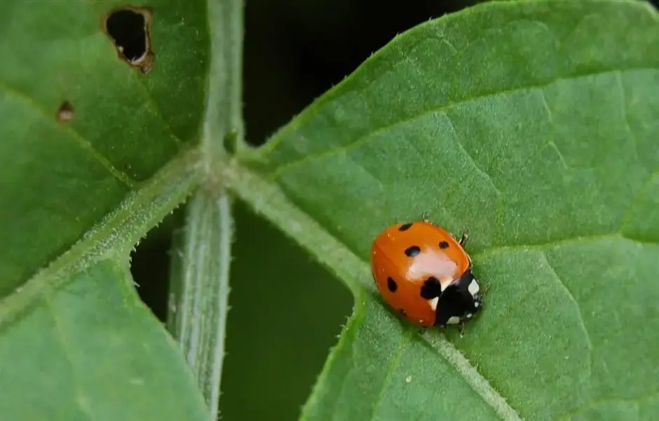 LadyBird (Large).webp