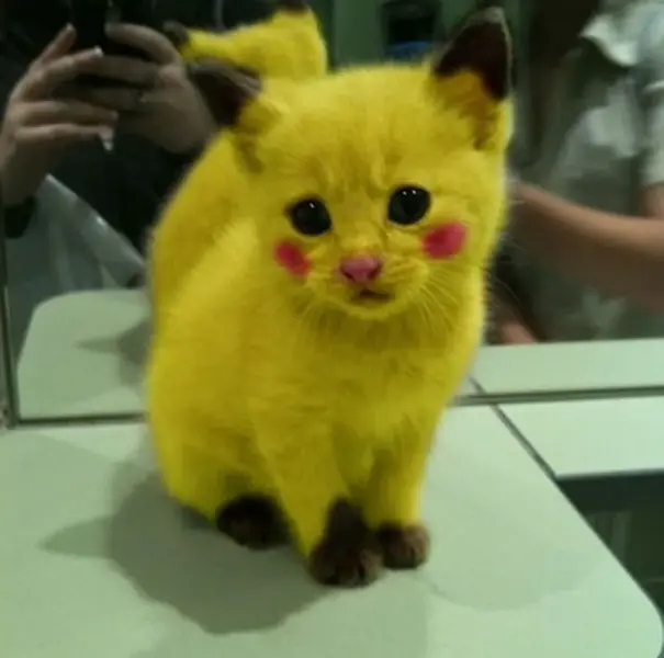 pikachu-cat.webp