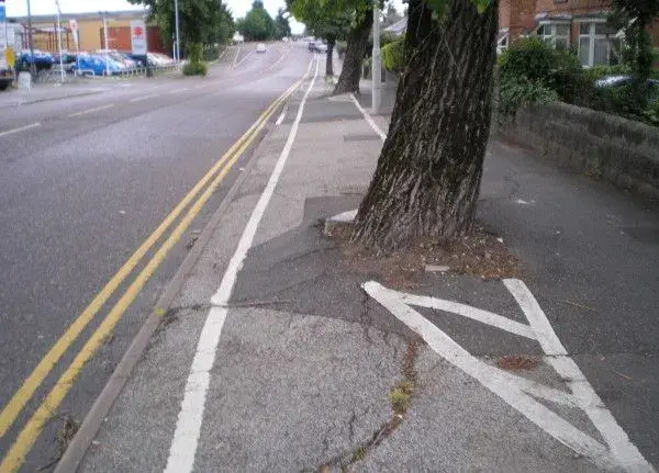 poole-trees.webp
