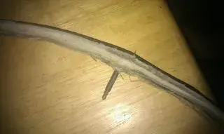 tubular tyre.webp