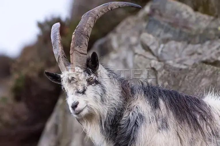 welsh-mountain-goat_picm105-10571.webp