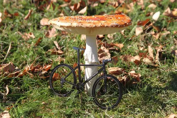 stumpjumper1990.webp