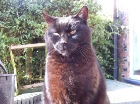 BIGCAT~1.webp