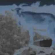 dantheman