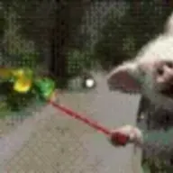 Groundoggy