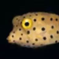 BoxFish