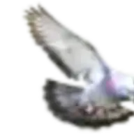 PIGEON
