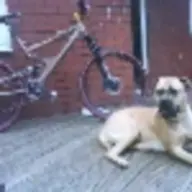 longdog
