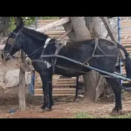 Mulemad