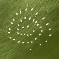 earth-worm