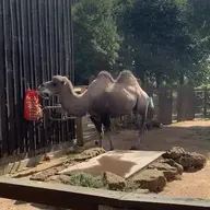 Camelos