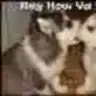 huskyman