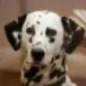 spotty dog