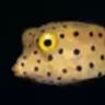 BoxFish