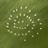 earth-worm