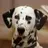 spotty dog