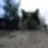 Rally_cat