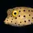 BoxFish