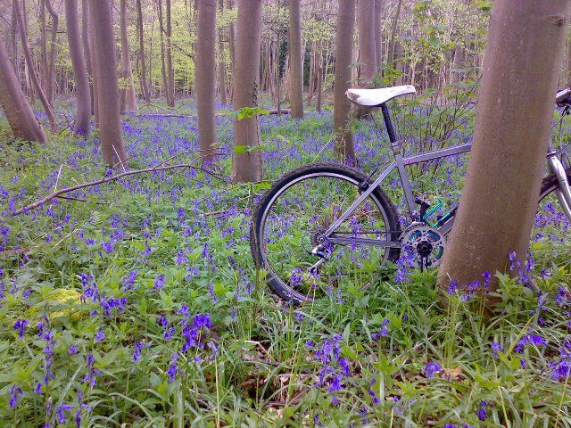 bluebell_bike_126.jpg