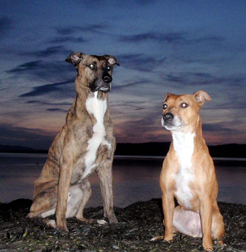 woof_132.jpg