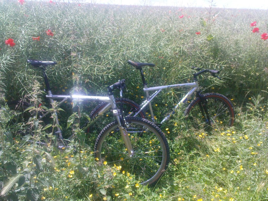 zaskars_and_poppies_869.jpg