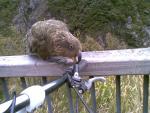 Mr Kea biting mountainbike