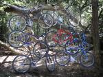 Classic Rides Tree