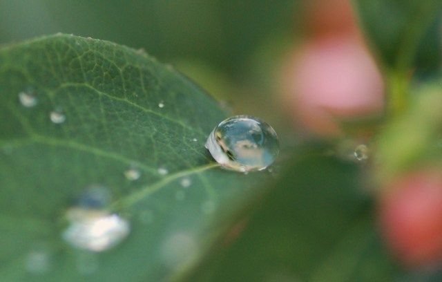 macroday4015.jpg