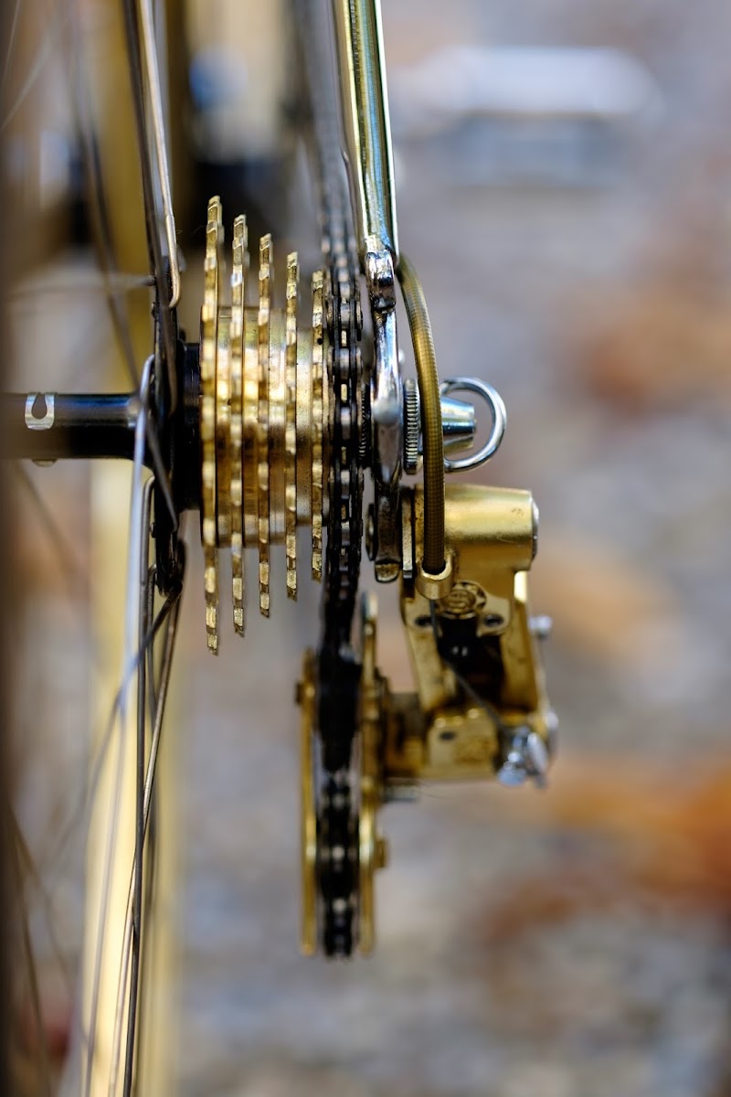 Tigra_Oro-20.jpg