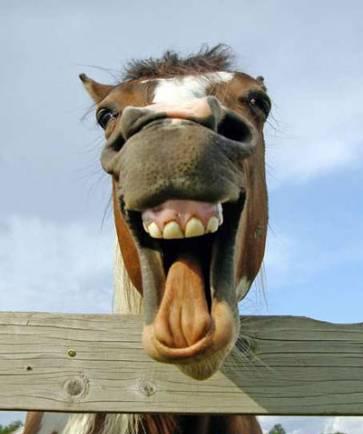 smiling_horse.jpg