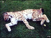 _41473382_lynx-203-pa.jpg