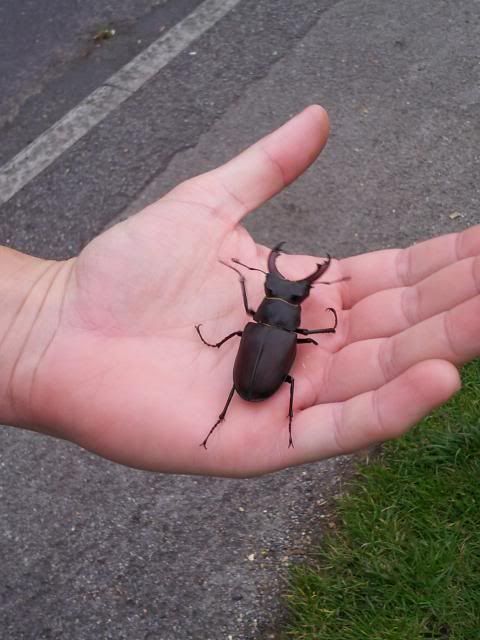 MaleStagBeetle25062012.jpg