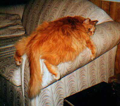 fat_ginger-cat.jpg