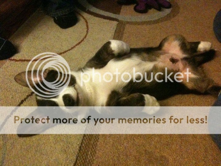 Corgi.jpg