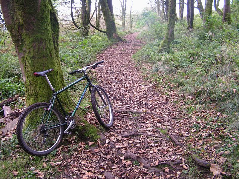 ParkHillWoods2909118.jpg