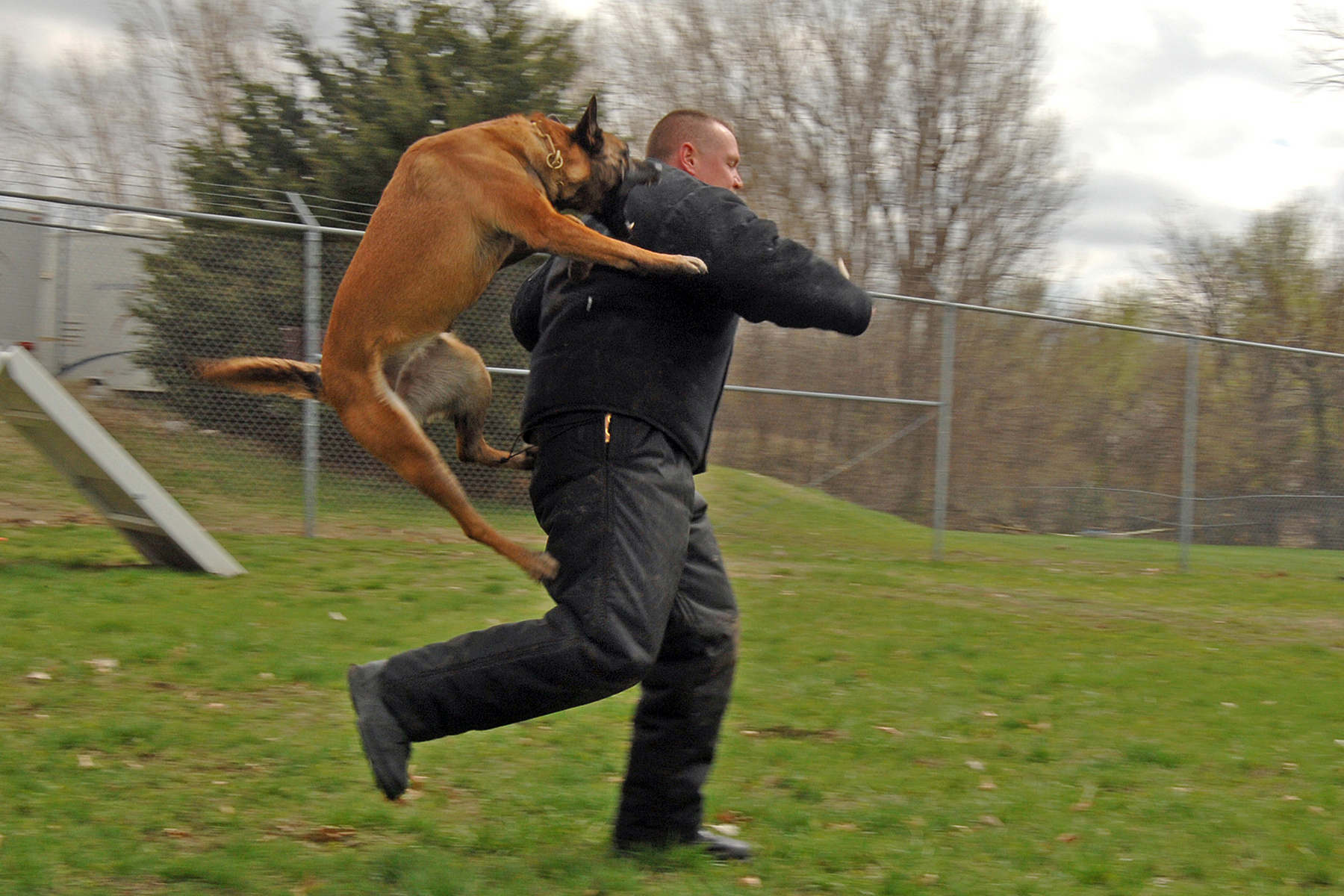 Police_dog_attack.jpg