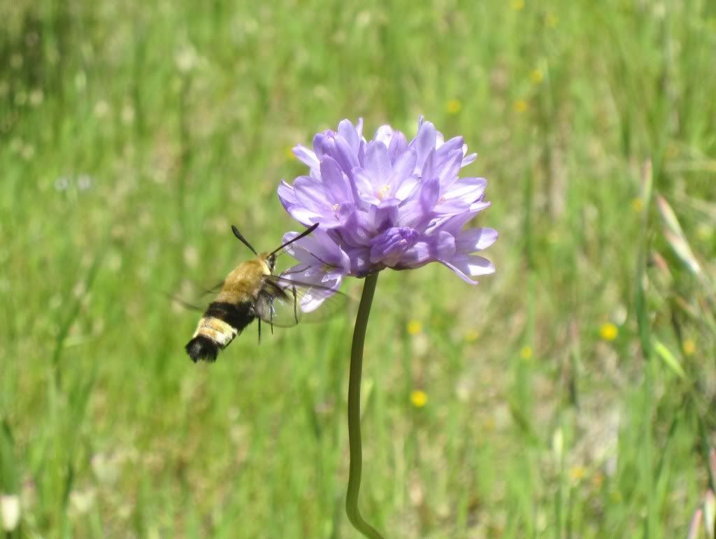 flower_blue_bee.jpg