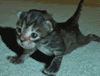 pumpingcat.gif