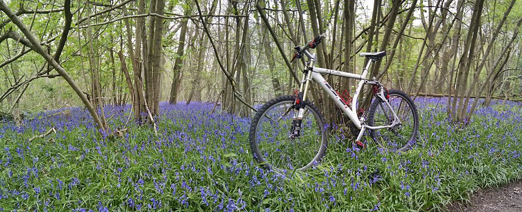 bluebellfrolick1024.jpg