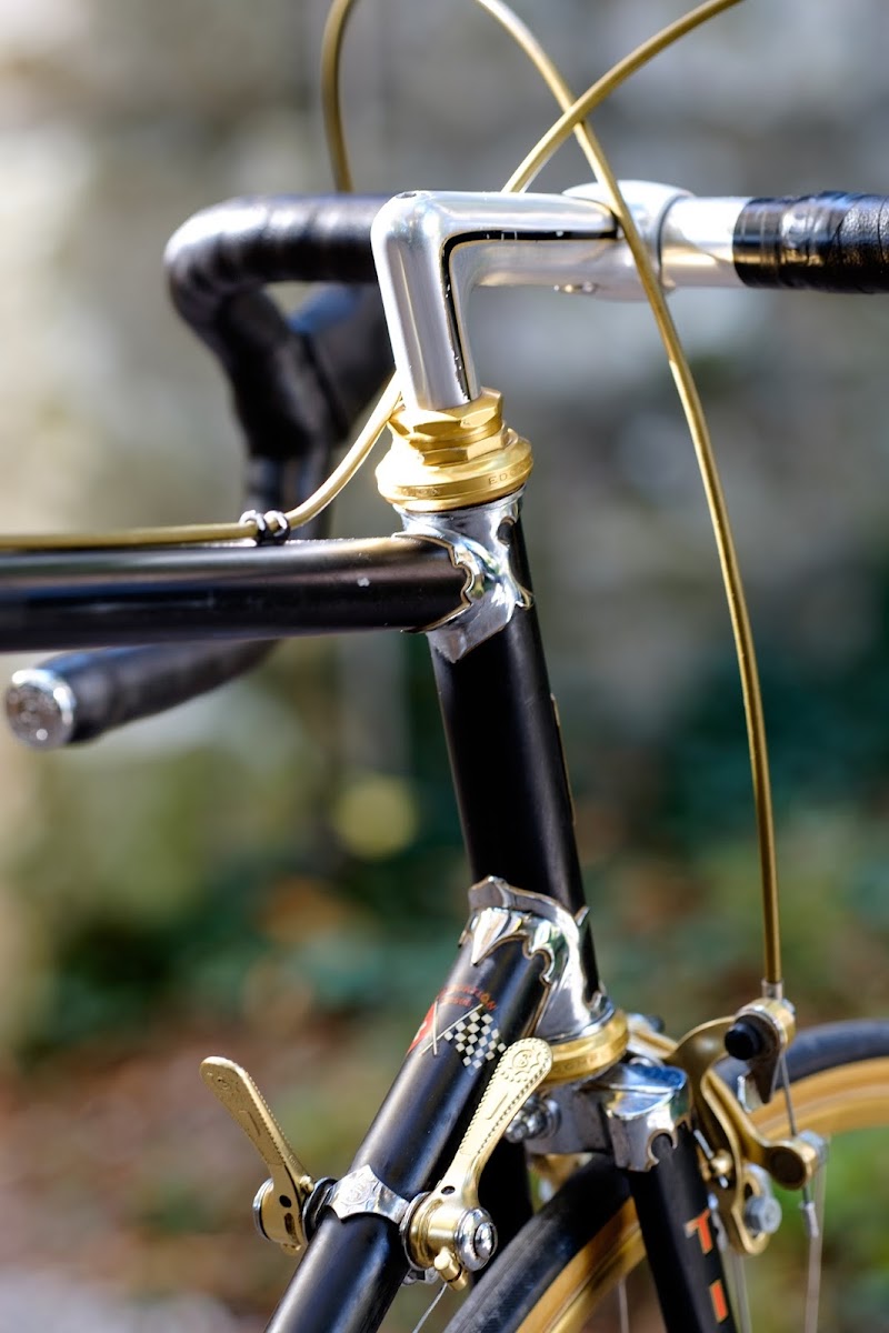 Tigra_Oro-13.jpg